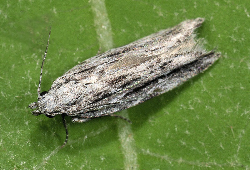 7 Gelechiidae - Anarsia lineatella